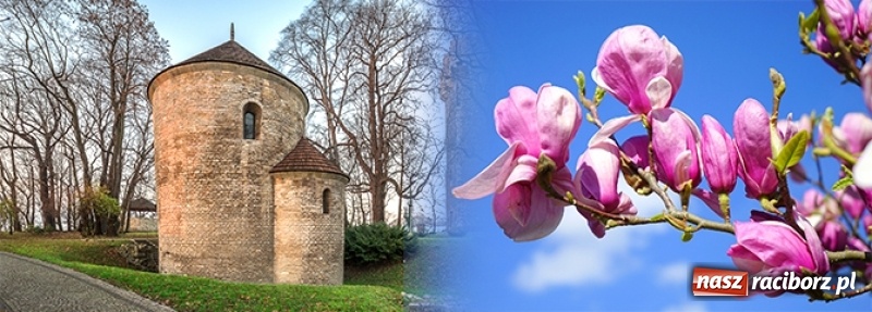 Zdjęcie w galerii na portalu naszraciborz.pl: Czy wiesz, gdzie kwitną najpiękniejsze magnolie? Odkryj z nami magiczny Cieszyn!  wiadomości z regionu