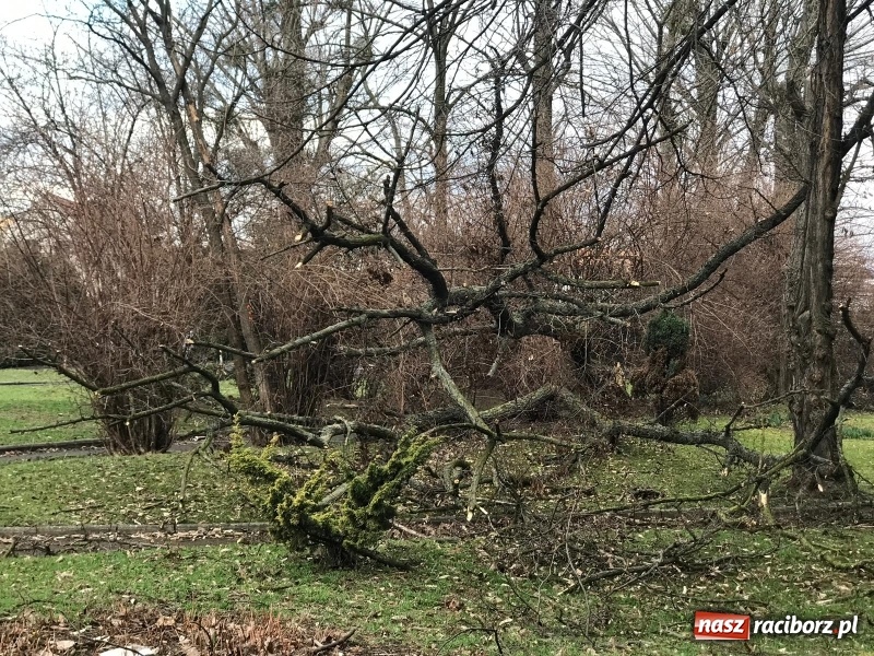 Zdjęcie w galerii na portalu naszraciborz.pl: To był nocny Armagedon. Strażacy mieli pełne ręce roboty. Ponad 60 wezwań FOTO wiadomości z regionu