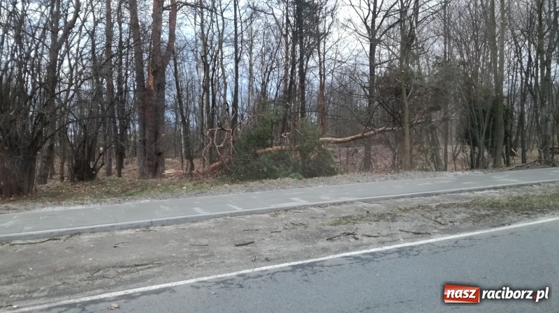 Zdjęcie w galerii na portalu naszraciborz.pl: To był nocny Armagedon. Strażacy mieli pełne ręce roboty. Ponad 60 wezwań FOTO wiadomości z regionu