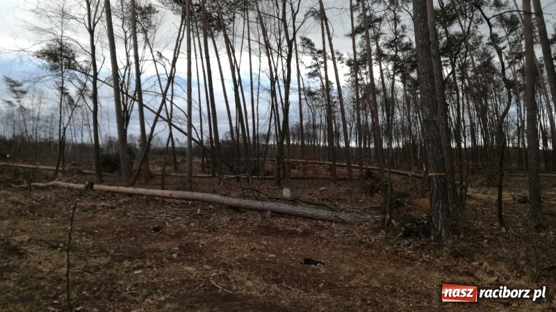 Zdjęcie w galerii na portalu naszraciborz.pl: To był nocny Armagedon. Strażacy mieli pełne ręce roboty. Ponad 60 wezwań FOTO wiadomości z regionu