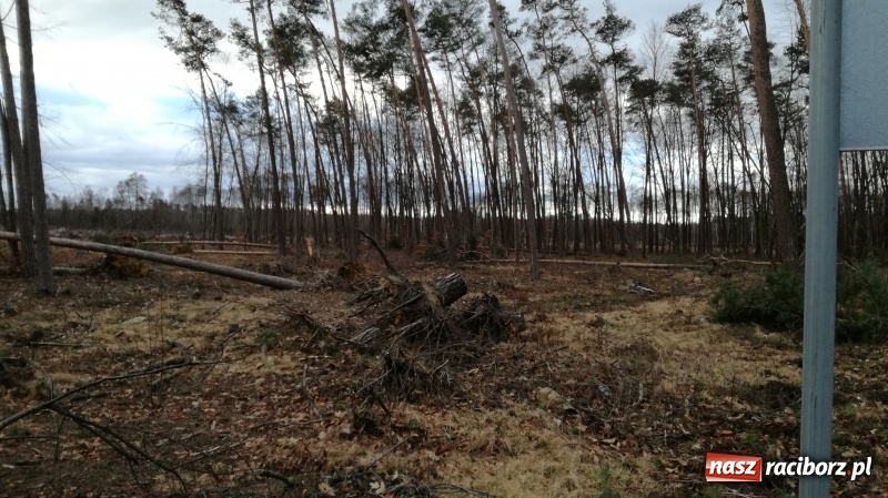 Zdjęcie w galerii na portalu naszraciborz.pl: To był nocny Armagedon. Strażacy mieli pełne ręce roboty. Ponad 60 wezwań FOTO wiadomości z regionu