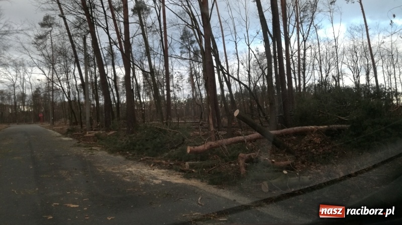 Zdjęcie w galerii na portalu naszraciborz.pl: To był nocny Armagedon. Strażacy mieli pełne ręce roboty. Ponad 60 wezwań FOTO wiadomości z regionu