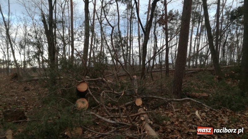 Zdjęcie w galerii na portalu naszraciborz.pl: To był nocny Armagedon. Strażacy mieli pełne ręce roboty. Ponad 60 wezwań FOTO wiadomości z regionu