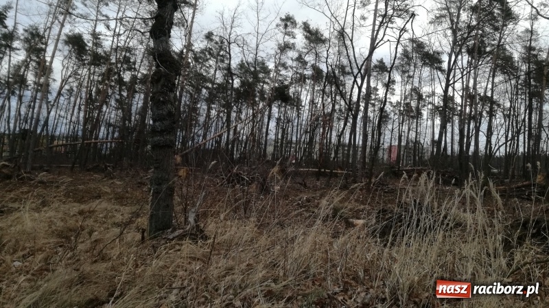 Zdjęcie w galerii na portalu naszraciborz.pl: To był nocny Armagedon. Strażacy mieli pełne ręce roboty. Ponad 60 wezwań FOTO wiadomości z regionu
