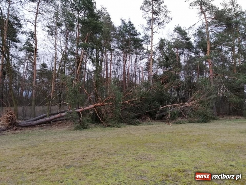 Zdjęcie w galerii na portalu naszraciborz.pl: To był nocny Armagedon. Strażacy mieli pełne ręce roboty. Ponad 60 wezwań FOTO wiadomości z regionu