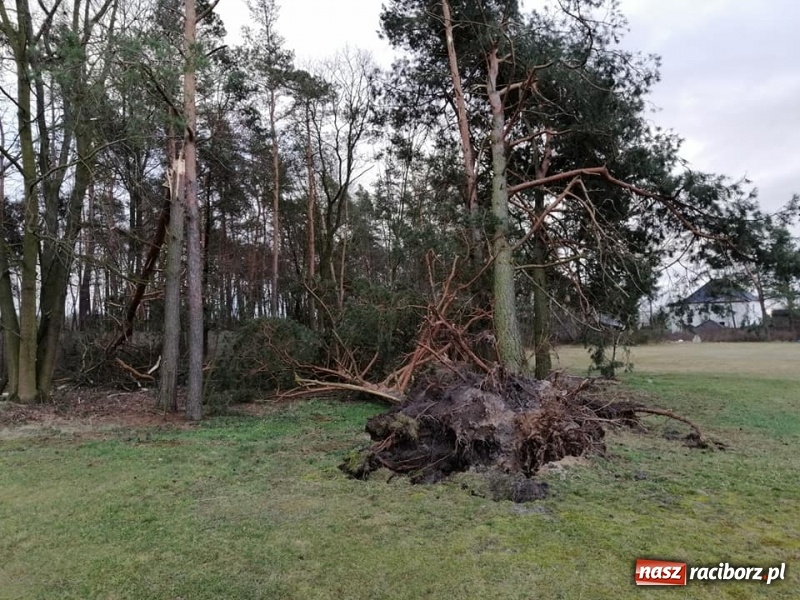 Zdjęcie w galerii na portalu naszraciborz.pl: To był nocny Armagedon. Strażacy mieli pełne ręce roboty. Ponad 60 wezwań FOTO wiadomości z regionu