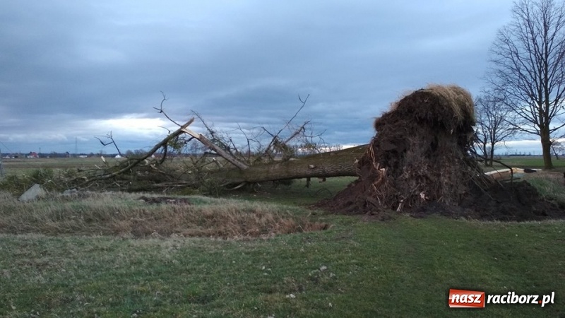 Zdjęcie w galerii na portalu naszraciborz.pl: To był nocny Armagedon. Strażacy mieli pełne ręce roboty. Ponad 60 wezwań FOTO wiadomości z regionu