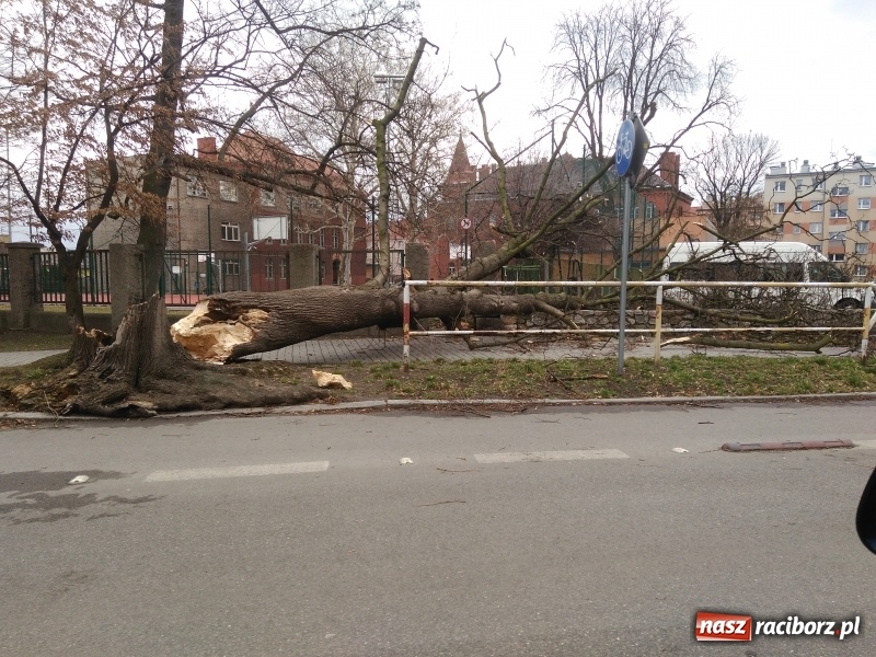 Zdjęcie w galerii na portalu naszraciborz.pl: To był nocny Armagedon. Strażacy mieli pełne ręce roboty. Ponad 60 wezwań FOTO wiadomości z regionu