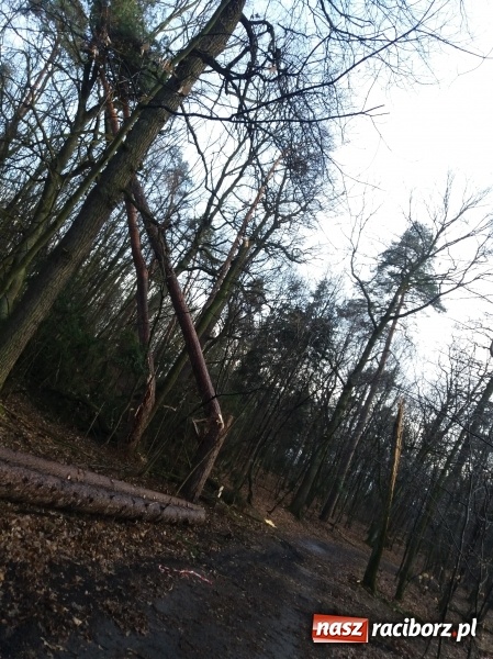Zdjęcie w galerii na portalu naszraciborz.pl: Sprzątanie po wichurze. Spore szkody w lasach wiadomości z regionu
