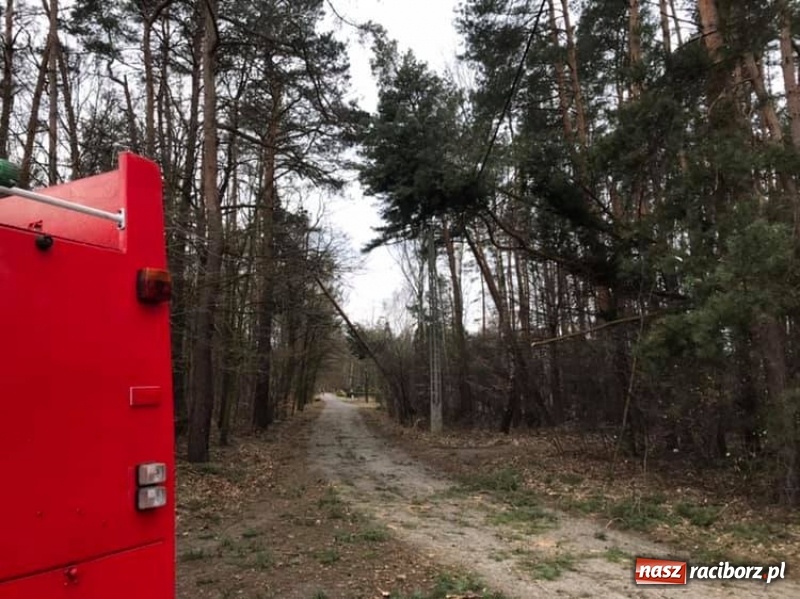 Zdjęcie w galerii na portalu naszraciborz.pl: Sprzątanie po wichurze. Spore szkody w lasach wiadomości z regionu