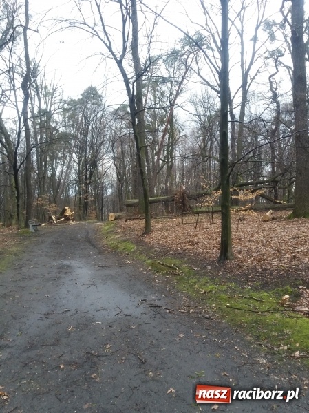 Zdjęcie w galerii na portalu naszraciborz.pl: Sprzątanie po wichurze. Spore szkody w lasach wiadomości z regionu