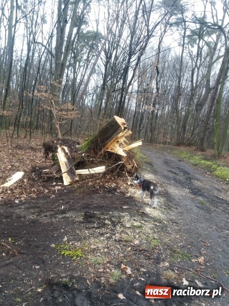 Zdjęcie w galerii na portalu naszraciborz.pl: Sprzątanie po wichurze. Spore szkody w lasach wiadomości z regionu