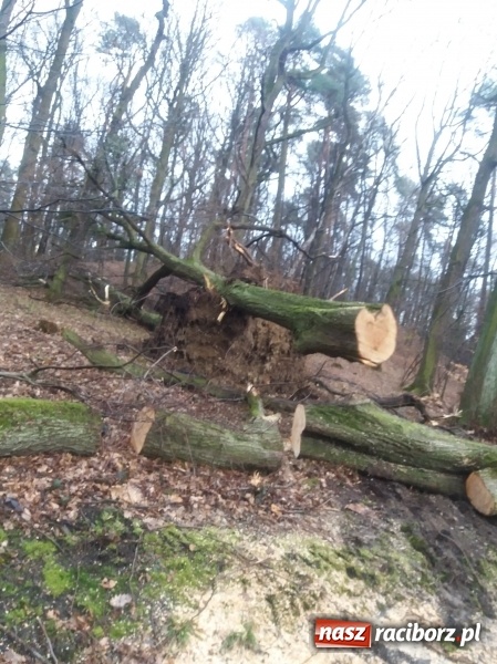 Zdjęcie w galerii na portalu naszraciborz.pl: Sprzątanie po wichurze. Spore szkody w lasach wiadomości z regionu