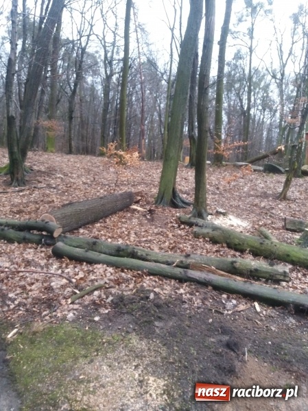 Zdjęcie w galerii na portalu naszraciborz.pl: Sprzątanie po wichurze. Spore szkody w lasach wiadomości z regionu