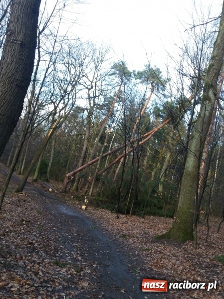 Zdjęcie w galerii na portalu naszraciborz.pl: Sprzątanie po wichurze. Spore szkody w lasach wiadomości z regionu