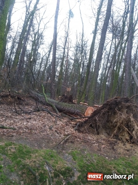 Zdjęcie w galerii na portalu naszraciborz.pl: Sprzątanie po wichurze. Spore szkody w lasach wiadomości z regionu