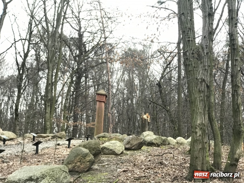 Zdjęcie w galerii na portalu naszraciborz.pl: Sprzątanie po wichurze. Spore szkody w lasach wiadomości z regionu