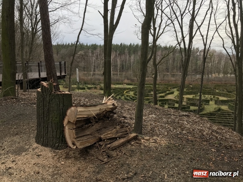 Zdjęcie w galerii na portalu naszraciborz.pl: Sprzątanie po wichurze. Spore szkody w lasach wiadomości z regionu