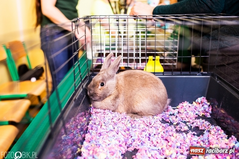 Zdjęcie w galerii na portalu naszraciborz.pl: Kiermasz Wielkanocny w Zespole Szkolno-Przedszkolnym w Borucinie wiadomości z regionu