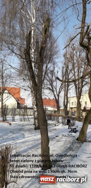 Zdjęcie w galerii na portalu naszraciborz.pl: Urząd Miasta wytnie drzewa zagrażające bezpieczeństwu wiadomości z regionu