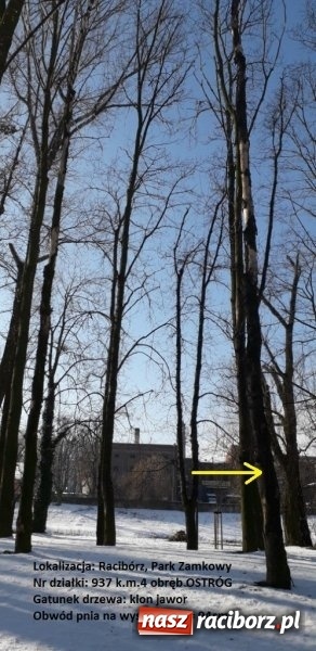 Zdjęcie w galerii na portalu naszraciborz.pl: Urząd Miasta wytnie drzewa zagrażające bezpieczeństwu wiadomości z regionu