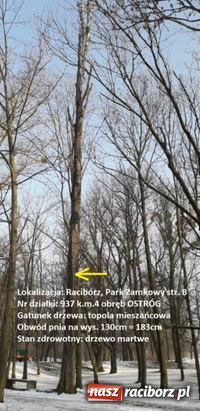 Zdjęcie w galerii na portalu naszraciborz.pl: Urząd Miasta wytnie drzewa zagrażające bezpieczeństwu wiadomości z regionu