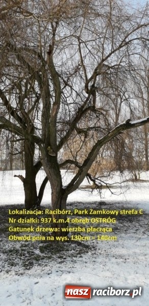 Zdjęcie w galerii na portalu naszraciborz.pl: Urząd Miasta wytnie drzewa zagrażające bezpieczeństwu wiadomości z regionu