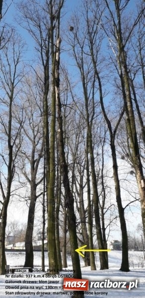 Zdjęcie w galerii na portalu naszraciborz.pl: Urząd Miasta wytnie drzewa zagrażające bezpieczeństwu wiadomości z regionu