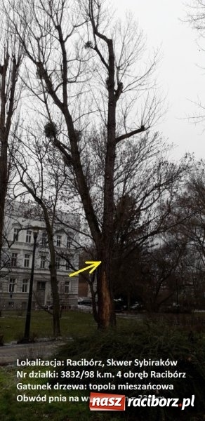 Zdjęcie w galerii na portalu naszraciborz.pl: Urząd Miasta wytnie drzewa zagrażające bezpieczeństwu wiadomości z regionu