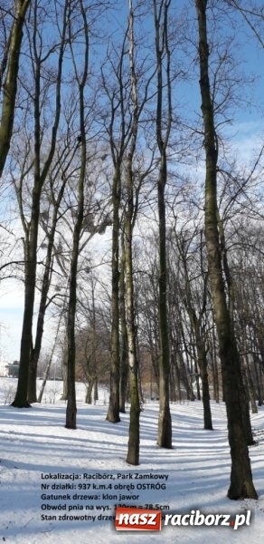 Zdjęcie w galerii na portalu naszraciborz.pl: Urząd Miasta wytnie drzewa zagrażające bezpieczeństwu wiadomości z regionu