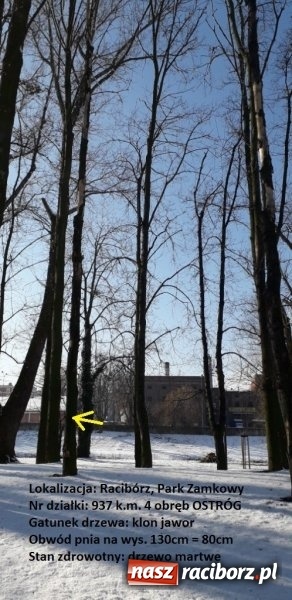 Zdjęcie w galerii na portalu naszraciborz.pl: Urząd Miasta wytnie drzewa zagrażające bezpieczeństwu wiadomości z regionu