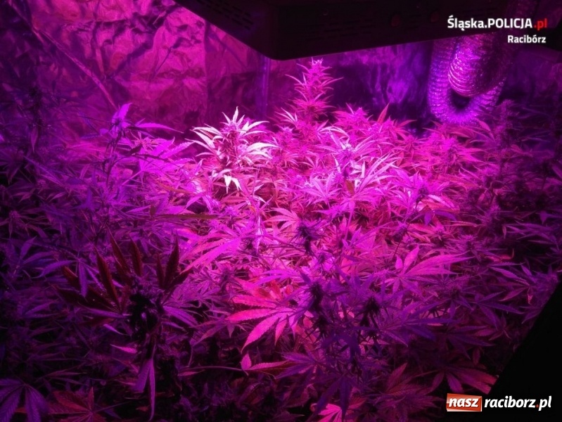 Zdjęcie w galerii na portalu naszraciborz.pl: W mieszkaniu przy Dąbrowskiego ujawniono domową plantację marihuany [FOTO]  wiadomości z regionu