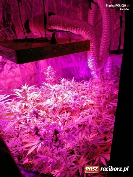 Zdjęcie w galerii na portalu naszraciborz.pl: W mieszkaniu przy Dąbrowskiego ujawniono domową plantację marihuany [FOTO]  wiadomości z regionu