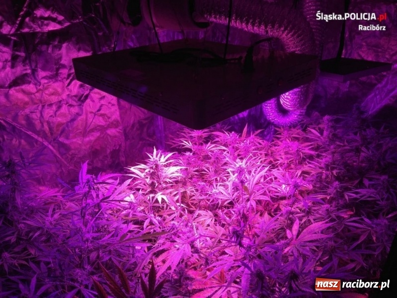 Zdjęcie w galerii na portalu naszraciborz.pl: W mieszkaniu przy Dąbrowskiego ujawniono domową plantację marihuany [FOTO]  wiadomości z regionu