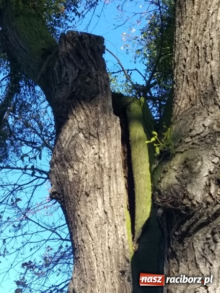 Zdjęcie w galerii na portalu naszraciborz.pl: Lipy z ulicy Łokietka trafią pod topór wiadomości z regionu