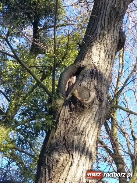 Zdjęcie w galerii na portalu naszraciborz.pl: Lipy z ulicy Łokietka trafią pod topór wiadomości z regionu