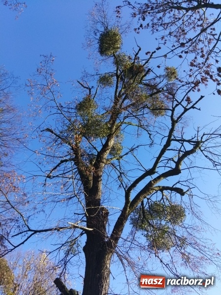 Zdjęcie w galerii na portalu naszraciborz.pl: Lipy z ulicy Łokietka trafią pod topór wiadomości z regionu
