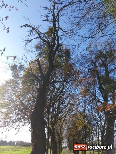 Zdjęcie w galerii na portalu naszraciborz.pl: Lipy z ulicy Łokietka trafią pod topór wiadomości z regionu
