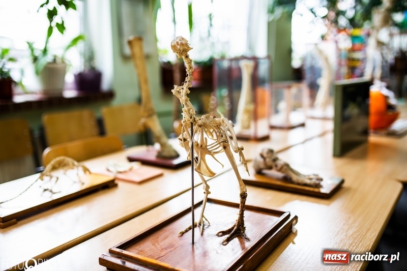 Zdjęcie w galerii na portalu naszraciborz.pl: Alicja w Krainie Czarów, czyli podejmij naukę w Kasprowiczu wiadomości z regionu