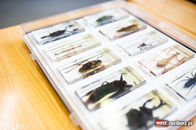 Zdjęcie w galerii na portalu naszraciborz.pl: Alicja w Krainie Czarów, czyli podejmij naukę w Kasprowiczu wiadomości z regionu