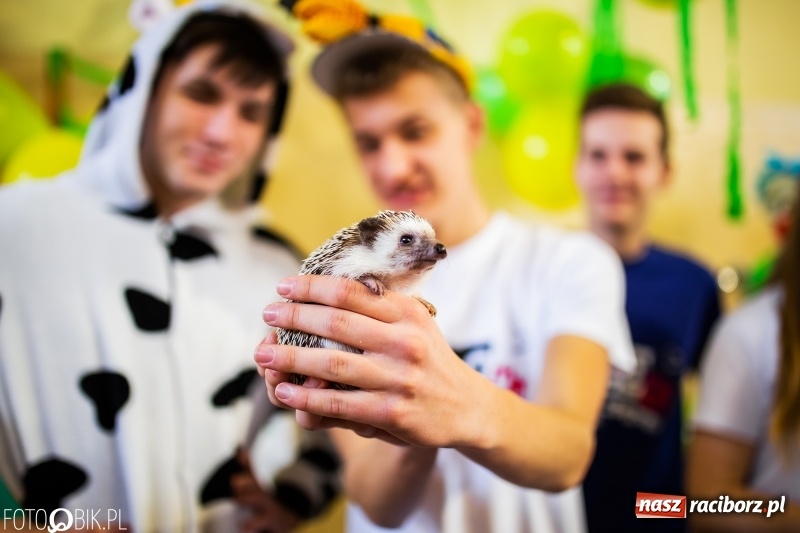 Zdjęcie w galerii na portalu naszraciborz.pl: Językowe Dni Otwarte w II LO wiadomości z regionu