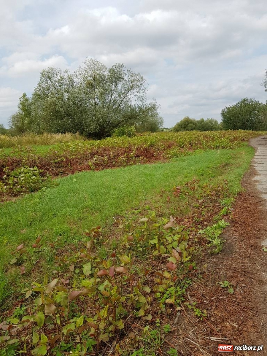 Zdjęcie w galerii na portalu naszraciborz.pl: A po cholerę! Radni o braku poszanowania dla pana Mieczysława!  wiadomości z regionu