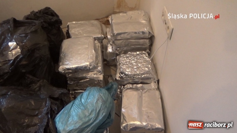 Zdjęcie w galerii na portalu naszraciborz.pl: Śląska policja uderzyła w gangi pseudokibiców. W tle narkotyki [FOTO i WIDEO] wiadomości z regionu