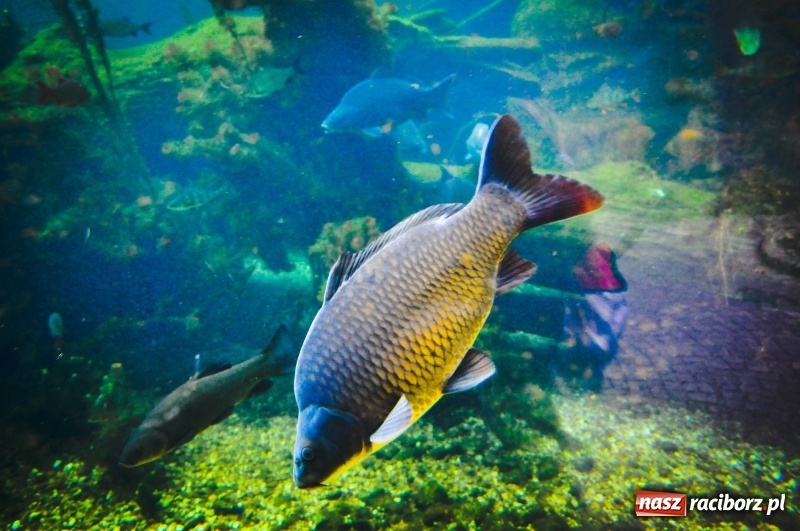 Zdjęcie w galerii na portalu naszraciborz.pl: Przejście graniczne w Chałupkach zamienią na muzeum [FOTO] wiadomości z regionu