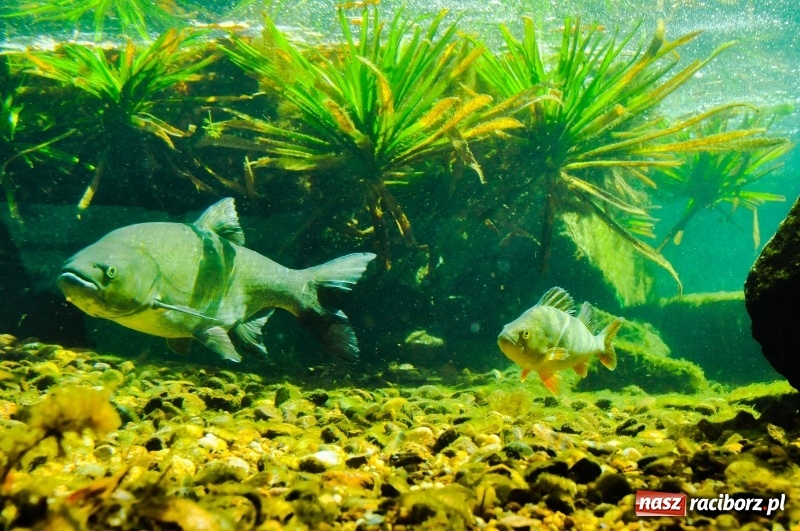 Zdjęcie w galerii na portalu naszraciborz.pl: Przejście graniczne w Chałupkach zamienią na muzeum [FOTO] wiadomości z regionu