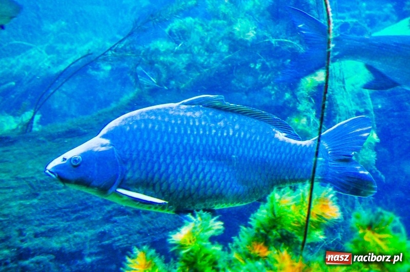 Zdjęcie w galerii na portalu naszraciborz.pl: Przejście graniczne w Chałupkach zamienią na muzeum [FOTO] wiadomości z regionu