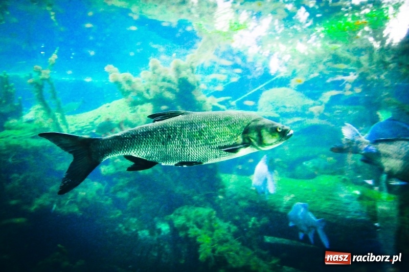 Zdjęcie w galerii na portalu naszraciborz.pl: Przejście graniczne w Chałupkach zamienią na muzeum [FOTO] wiadomości z regionu