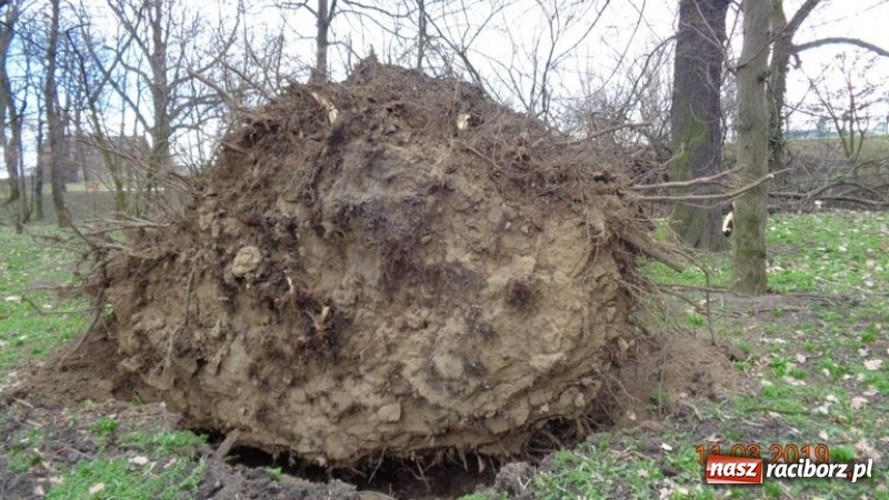 Zdjęcie w galerii na portalu naszraciborz.pl: Ślady po wichurze wciąż widoczne w Raciborzu wiadomości z regionu