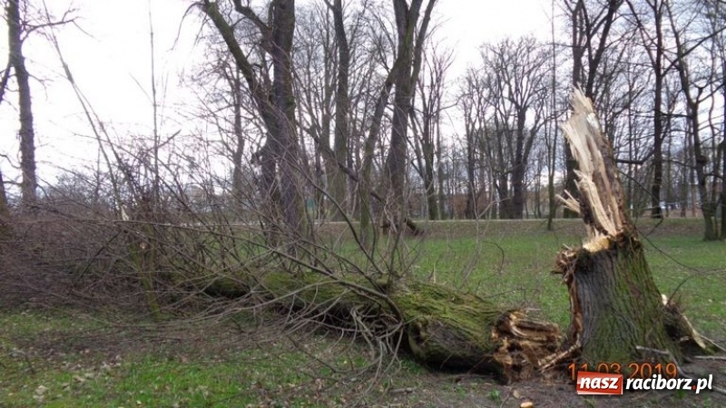 Zdjęcie w galerii na portalu naszraciborz.pl: Ślady po wichurze wciąż widoczne w Raciborzu wiadomości z regionu