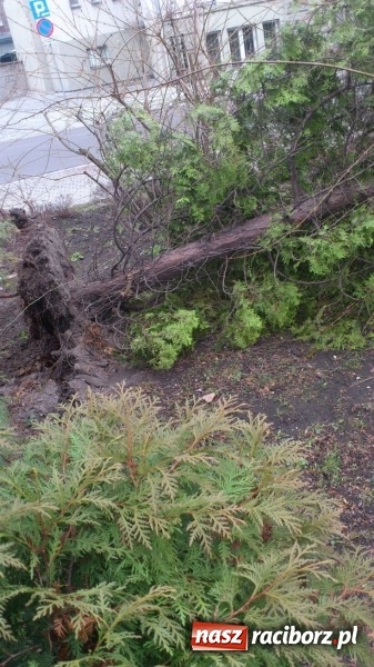 Zdjęcie w galerii na portalu naszraciborz.pl: Ślady po wichurze wciąż widoczne w Raciborzu wiadomości z regionu
